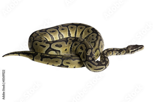 Python regius isolated on white background. © kirilldz