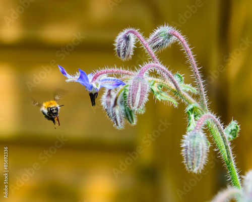 Biene im Anflug, fliegt von einer blauen Blüte des Borretsch auf die Kamera zu photo