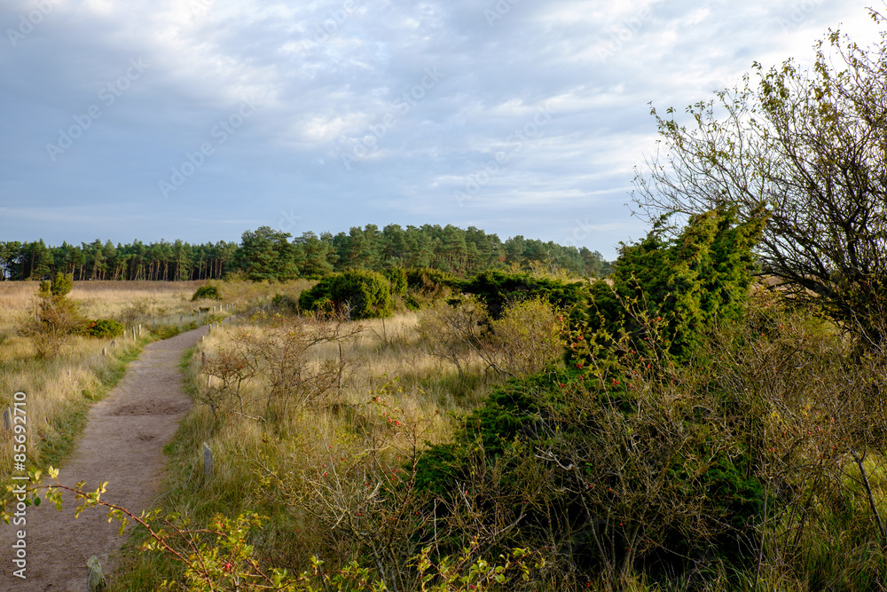 Dünengebiet am Darsser Ort, Nationalpark Vorpommersche Boddenlan