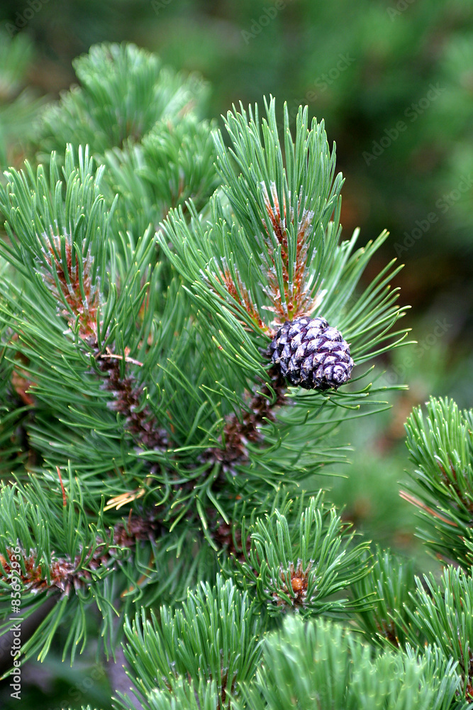 Szyszki, szyszka, sosna