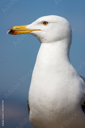 Sea gull head portrait