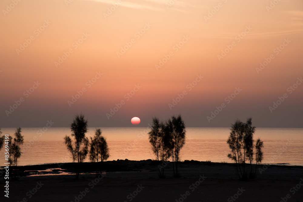 Young trees at the sea shore in early sunrise