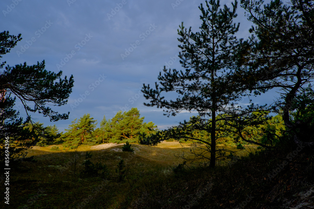 Obraz premium Dünengebiet am Darsser Ort, Nationalpark Vorpommersche Boddenlan
