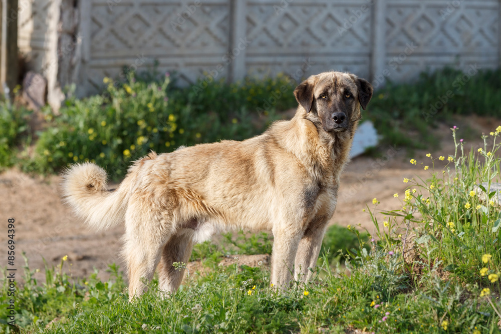 Anatolian Shepherd Dog Anatolian Shepherd Dog
