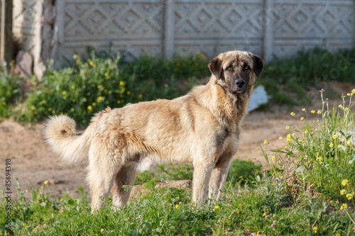Anatolian Shepherd Dog photo