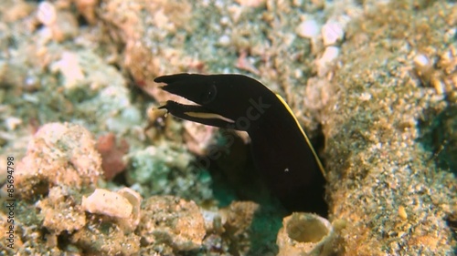 Ribbon eel in the sandy bottom. Juvenile