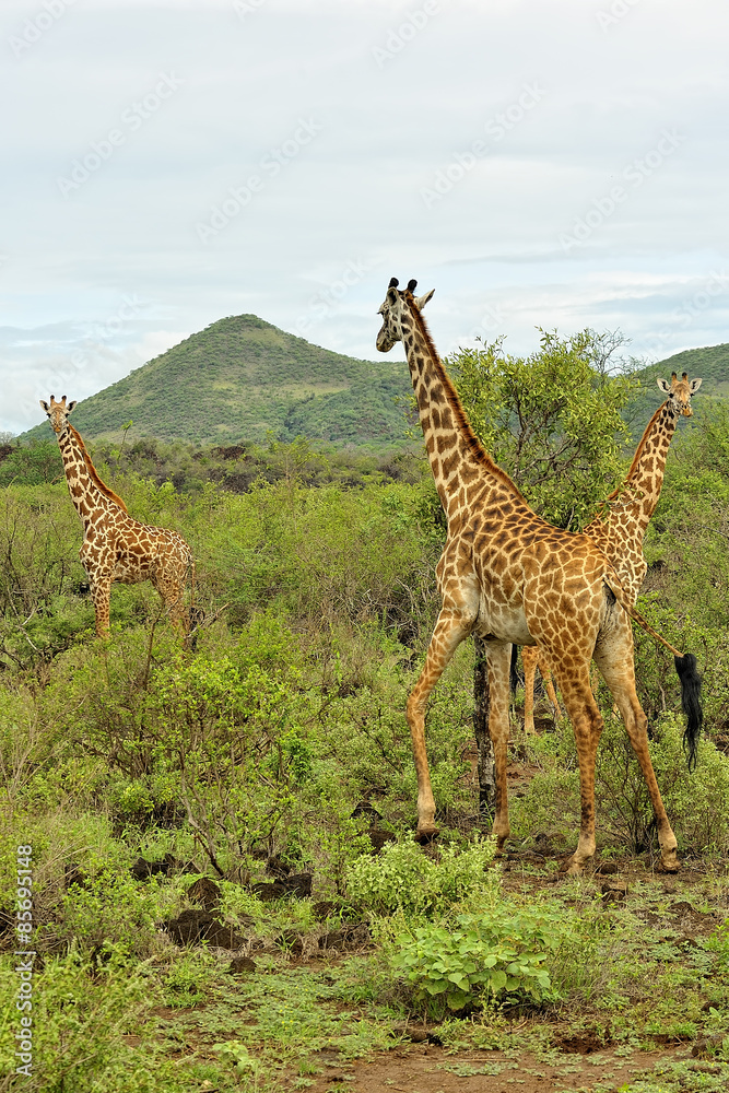 Fototapeta premium Giraffe