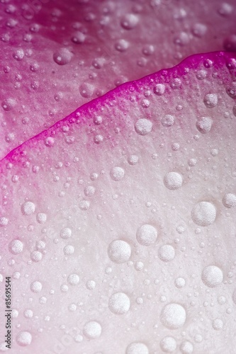 Closeup of pink rose petails covered dew