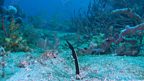 Ribbon eel in the sandy bottom. Juvenile