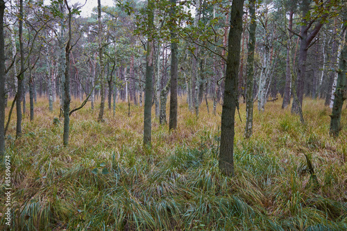 Der Darßer Urwald, Nationalpark Vorpommersche Boddenlandschaft,