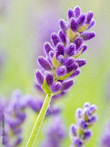 Fototapeta Naklejka Na Ścianę i Meble -  Lavender