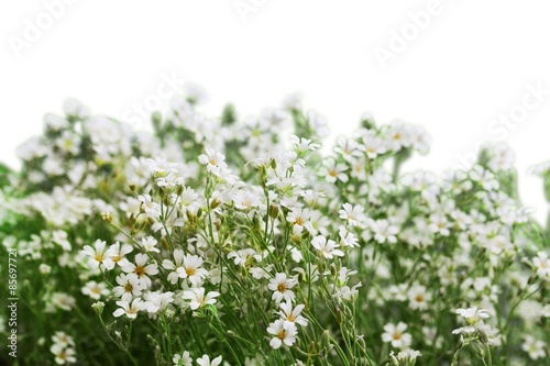 Spring, background, outdoor.