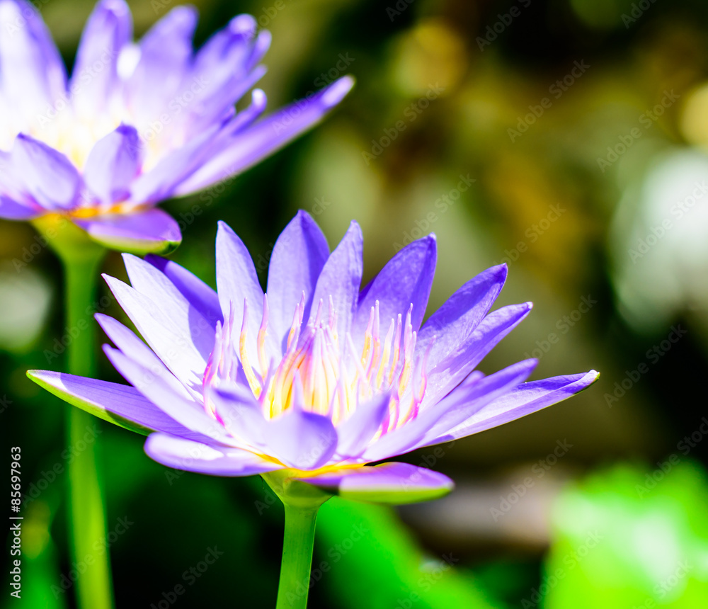 Purple Lotus Purple Lotus