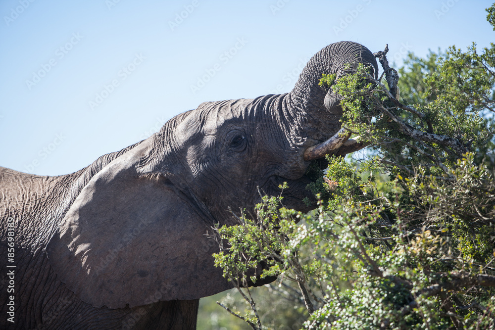 Fototapeta premium African Elephant Feeding in South Africa