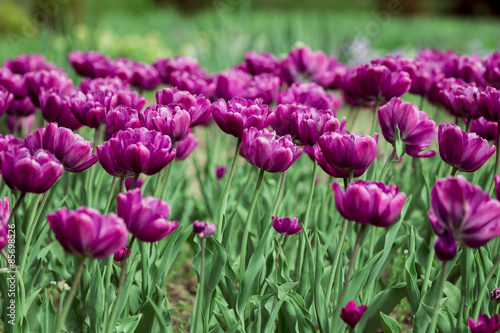 Purple Tulips