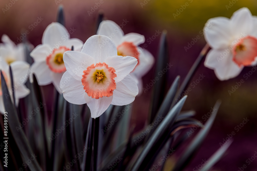 Fototapeta premium White Daffodil