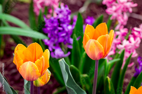 Peach Tulips