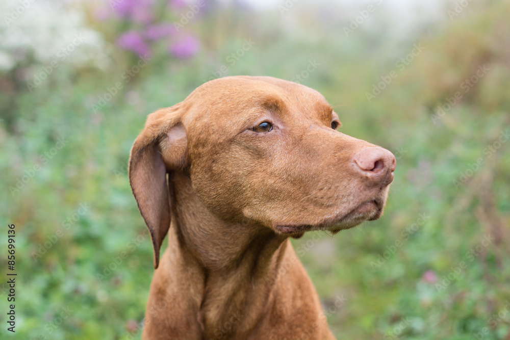 Hungarian Vizsla dog in a field.