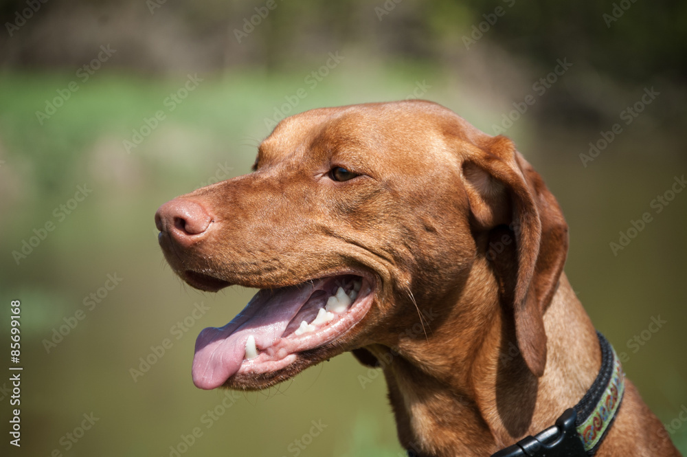 Happy Hungarian Vizsla Dog Portrait