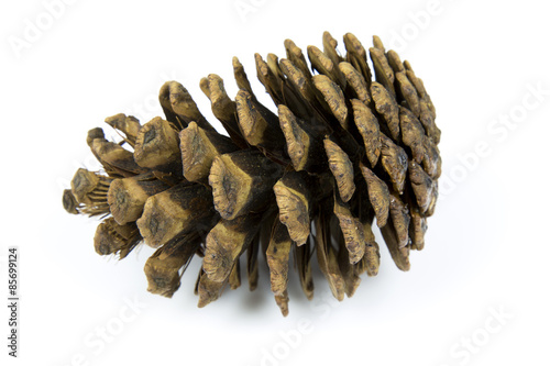 A brown pine cone on a white studio background