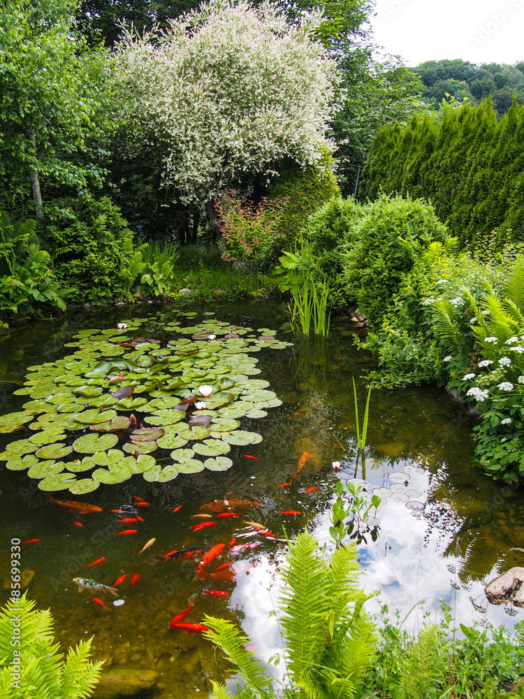 Idyllischer Gartenteich mit Fischen StockFoto Adobe Stock