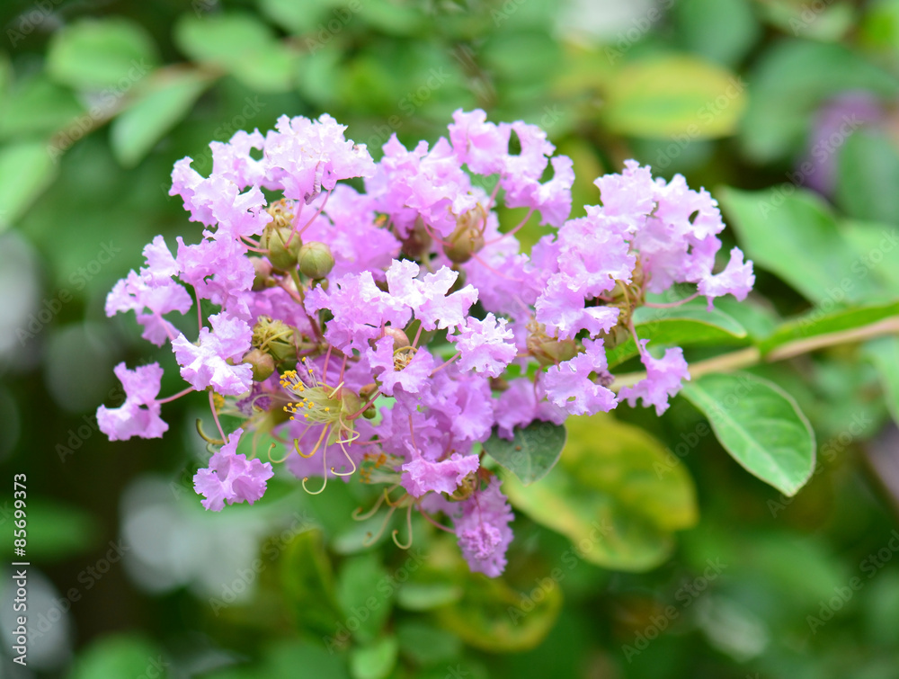 Lagerstroemia speciosa - Queen's flower Lagerstroemia speciosa - Queen's flower