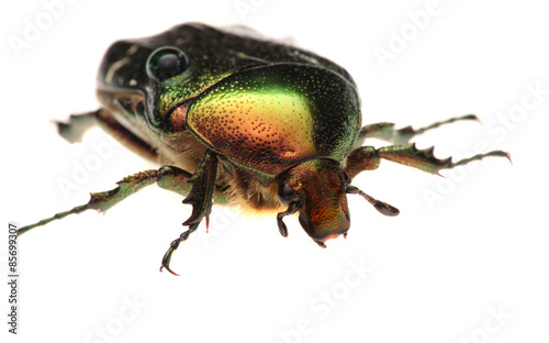Green beetle. Rose chafer , cetonia aurata, isolated on white