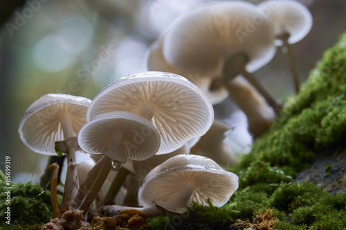 Pilze im Darsser Urwald, Nationalpark Vorpommersche Boddenlandsc