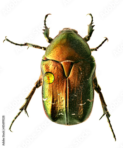 Valokuva Green beetle. Rose chafer , cetonia aurata, isolated on white