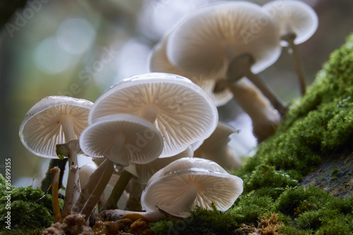 Pilze im Darsser Urwald, Nationalpark Vorpommersche Boddenlandsc