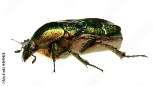 Green beetle. Rose chafer , cetonia aurata, isolated on white © shishiga