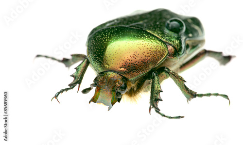 Green beetle. Rose chafer , cetonia aurata, isolated on white