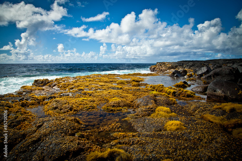 Seaweed Covered Rocky Hawaii Coastline