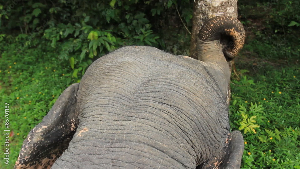 from the back of Asian elephant. ride on an elephan
