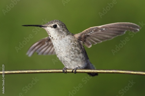 Annas Hummingbird (Calypte anna) on a wire