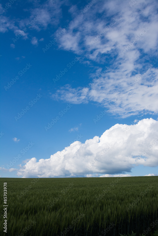 青い麦畑に広がる青空