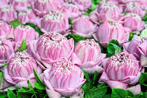 Group of Pink lotus / Pink lotus