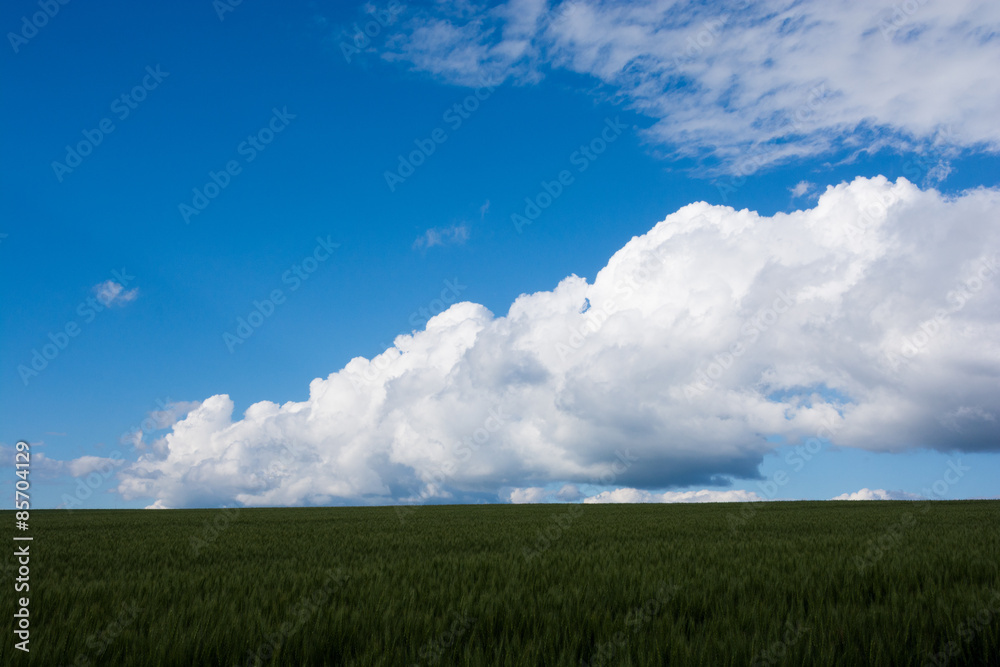 青い麦畑に広がる青空