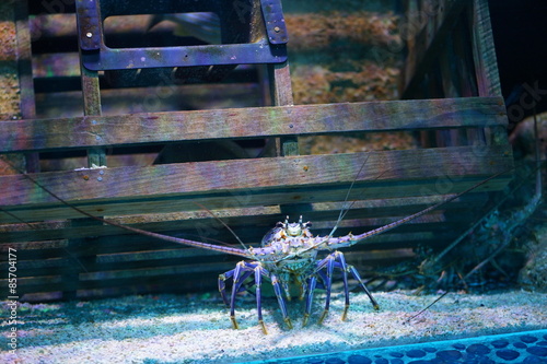 Lobster in a tank