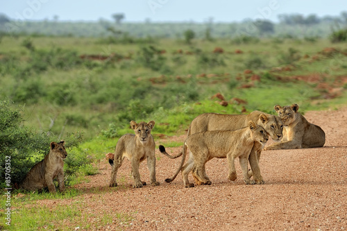 Lions