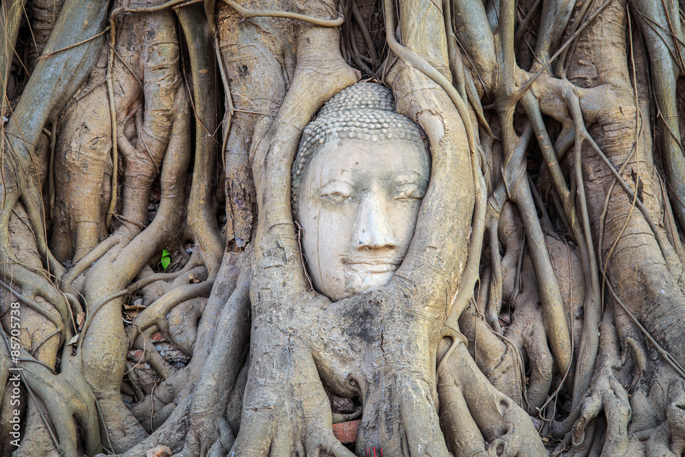 Head of Buddha statue in the tree roots at Wat Mahathat temple, Ayutthaya, Thailand. Head of Buddha statue in the tree roots at Wat Mahathat temple, Ayutthaya, Thailand.