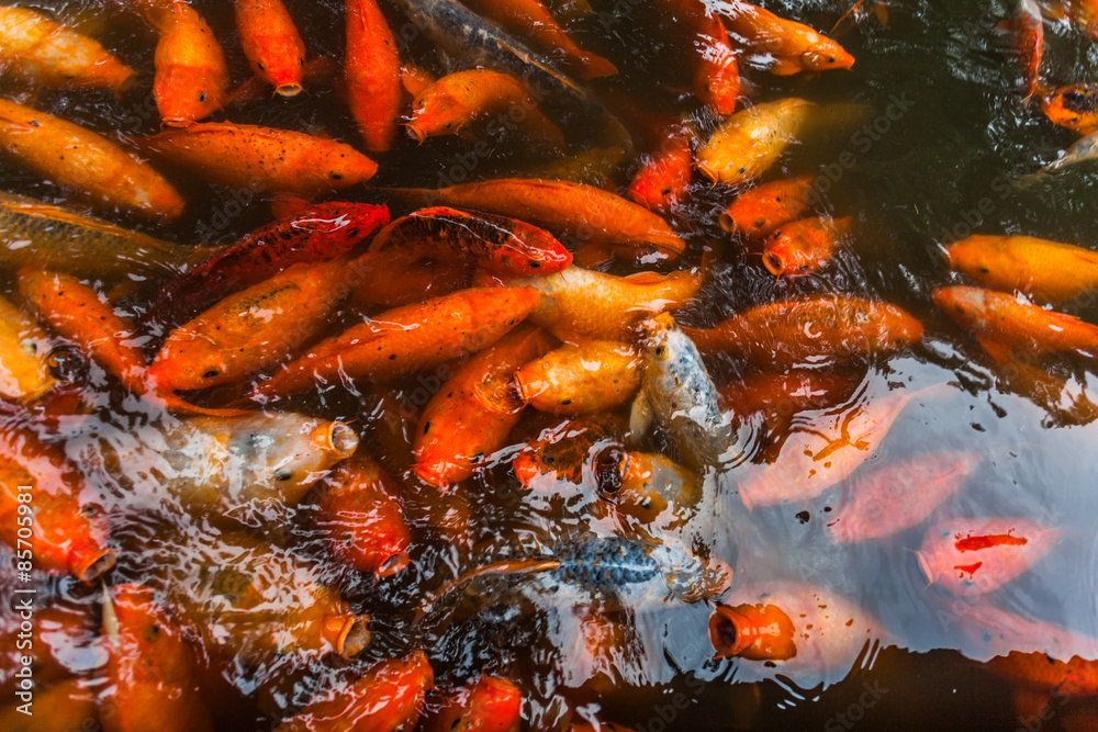 Koi Koi