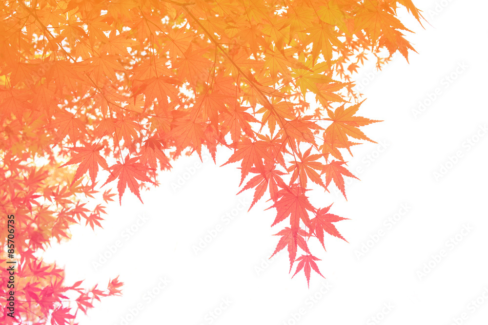 pastel fole of Japanese maple tree leaves colorful background in autumn pastel fole of Japanese maple tree leaves colorful background in autumn