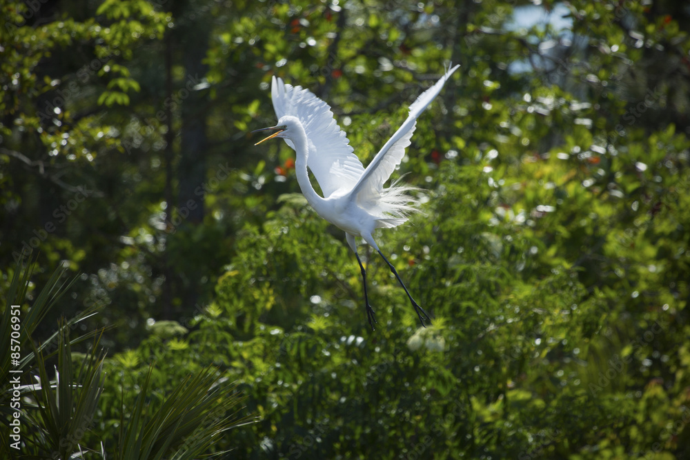 Egret with breeding plumage, flying in a Florida wetlands. Egret with breeding plumage, flying in a Florida wetlands.