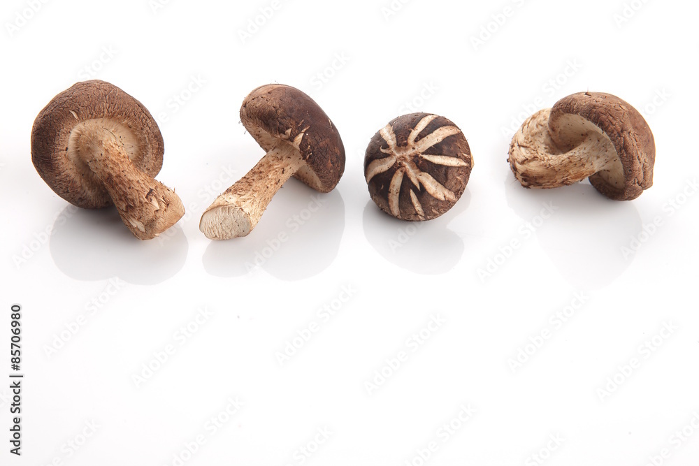 Shiitake Mushroom, Chinese mushroom Shiitake Mushroom, Chinese mushroom