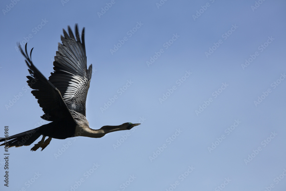 Fototapeta premium Anhinga flying with wings spread in a blue sky, Florida.