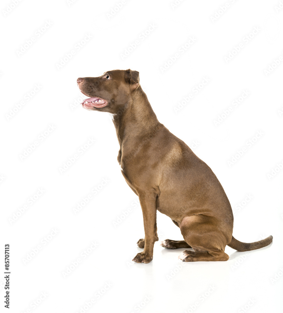 Seated Dog Isolated on White in Profile
