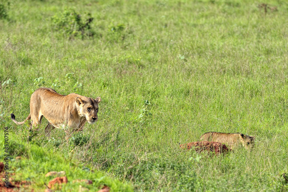 Fototapeta premium Lions