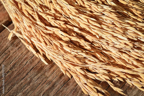 Paddy jasmine rice grain on wooden background topview