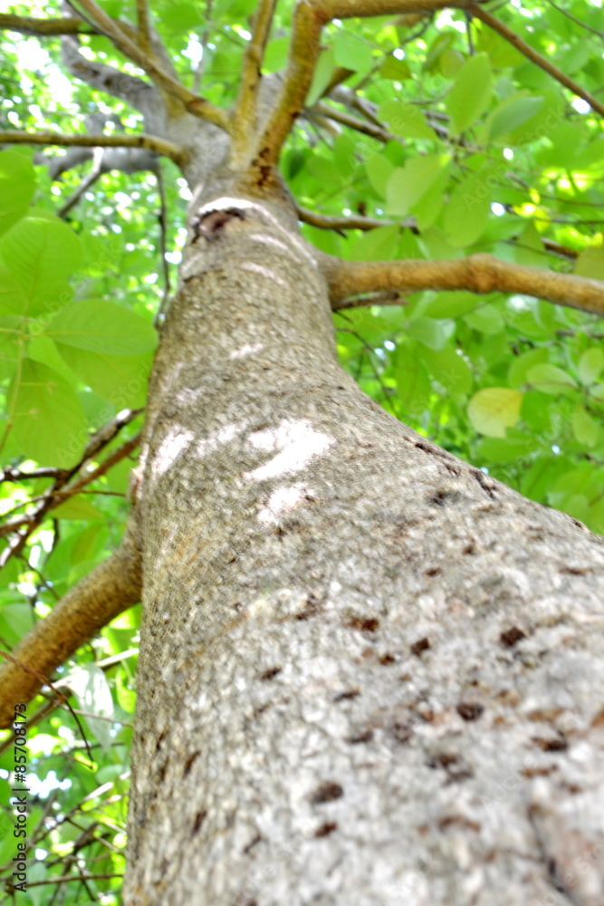 Fototapeta premium Under the shade of a tree